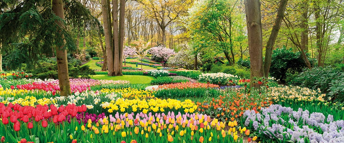 Flowers in the Keukenhof Gardens